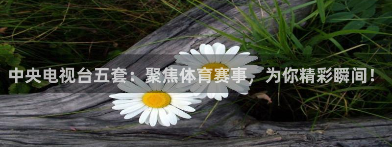 球友直播app：中央电视台五套：聚焦体育赛事，为你精彩瞬间！