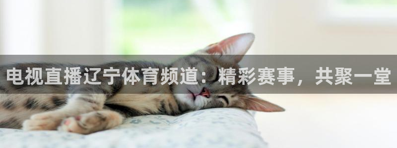 nba直播球友直播：电视直播辽宁体育频道：精彩赛事，共聚一堂